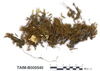 藏品(青毛苔屬)的圖片